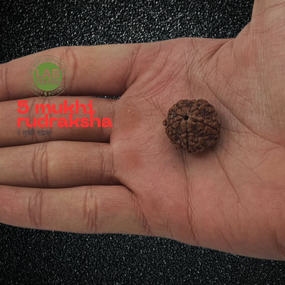 BHAKTI BRITE MELA Original Nepali Five Faced / 5 Mukhi Rudraksha Bead Beads Wood Chain