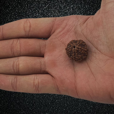 PLUYBaba Samagri 5 Mukhi Rudraksha Original Nepali Genuine Five Face Rudraksha Wood Pendant Beads Wood Pendant