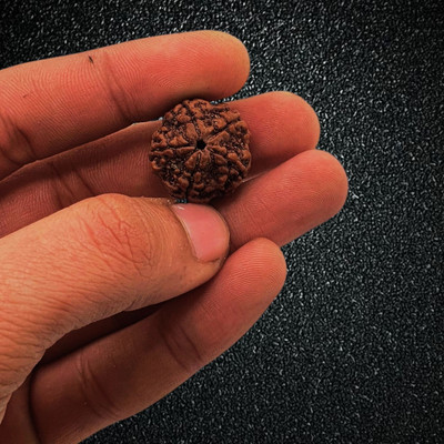 Regga Real Store Five Mukhi Rudraksha with Silver Pendant and Silver Chain / Original Nepali 5 Beads Wood Pendant Set