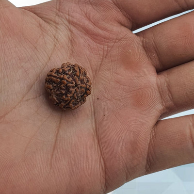 KitaboJi Gems & Jewellery 4 Mukhi Nepali Rudraksha Four Faced Rudraksha Lab Test Certificate Beads Wood Locket Set