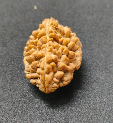 Parvati 2 Mukhi Nepali Rudraksha 25mm size Beads Rudraksha Chain