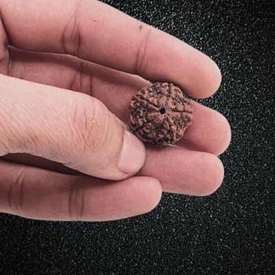 BHAKTI BRITE MELA 5 Mukhi Rudraksha Five face (Natural Brown) Mantra Siddha Rare Panchmukhi Beads Wood Locket