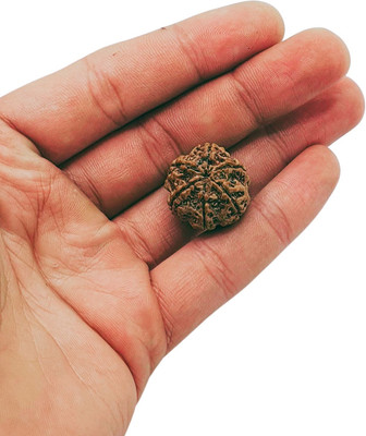 Astro Shop Imitation 6 Mukhi Rudraksha Pendant Nepali Certified Beads Wood Chain