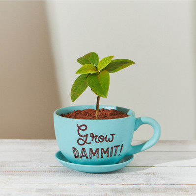 Chumbak Ceramic Multicolor Neti Pot(300 ml)