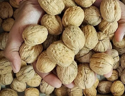 ZION Walnut inshell ,Akhrot Walnut Kashmiri Best Dryfruits 1kg Walnuts(1 x 1 kg)