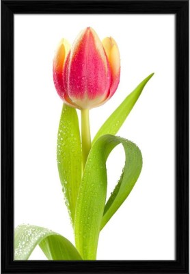 Artzfolio Pink Tulip In Water Drops Canvas Painting Black Frame 12x17.7inch (30x45cms) Canvas 17.7 inch x 12 inch Painting(With Frame)