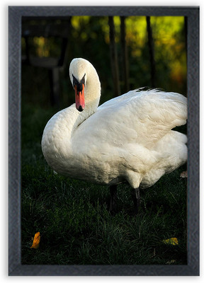 Choudhary Bro swan bird Painting For Wall Mount wall For Gift Happy Brithday us Digital Reprint 13 inch x 10 inch Painting(With Frame)