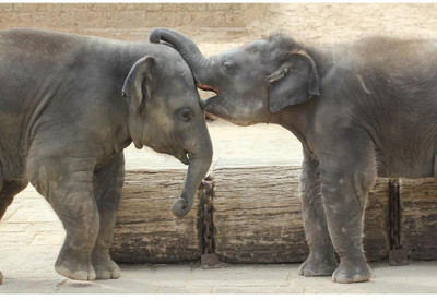 Artzfolio Elephants Touching Each Other Unframed Premium Canvas Painting 30x20inch Canvas 30 inch x 20 inch Painting(Without Frame)