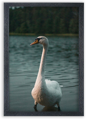 Choudhary Bro swan bird Painting For Wall Mount wall For Gift Happy Brithday us Digital Reprint 13 inch x 10 inch Painting(With Frame)