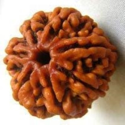 Beautum 7 Mukhi Rudraksha Original Certified Nepali A1 Beads Seven Face Rudraksha Wood Pendant