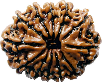 ARSUVI 12 Mukhi / 12 Faced Rudraksha Original & Natural Lab Certified AAAA+ Genuine Wood