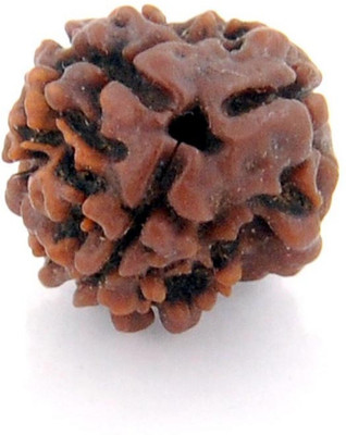 DIVINE SOUVENIRS 3 Mukhi Rudraksh Wood
