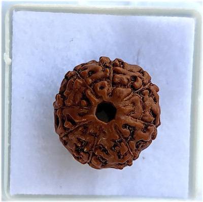 PRIYANSHU NAVRATN Certified 8 Mukhi 8 Face Rudraksha Bead Natural Small Size Java Bead Rudraksha Beads Wood Pendant