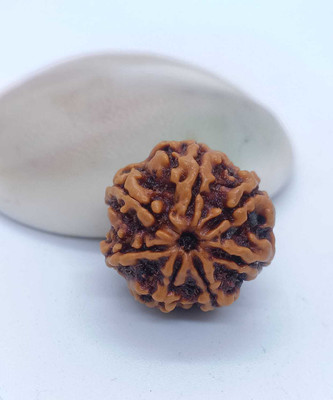 Shiv Aastha Original Nepali 7 Face Rudraksha 20mm Pendant Size With Nepali Rudraksha Fruits Beads Silk Dori, Cotton Dori, Wood Pendant