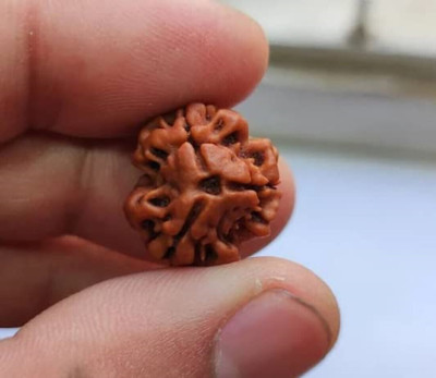 Jewelswonder Best 3 Mukhi Rudraksha Nepal Original Teen Mukhi Rudraksha Wood Pendant