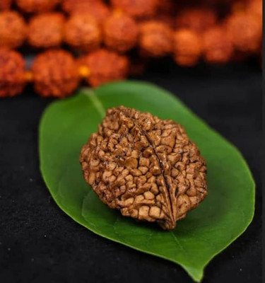 Beautum 2 Mukhi Rudraksha Certified Nepali | Rudraksha Pendant with Silver Cap(3) Wood Pendant