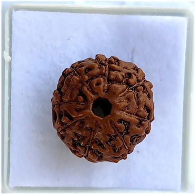 TODANI JEMS Certified 8 Mukhi 8 Face Rudraksha Bead Natural Small Size Java Bead Rudraksha Beads Wood
