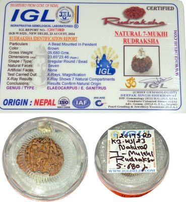 Shree Shankham 7 Mukhi Nepali Rudraksha Bead for Wealth by Shree Shankham Mother of Pearl