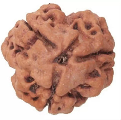 house of common Certified/Original Three Mukhi Rudraksha/Natural 3-faced For Men & Women Wood Pendant