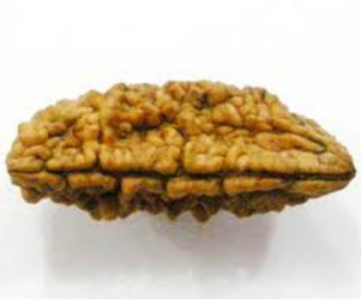 Jewelswonder Ek Mukhi Rudraksha / One Face Rudraksha / 1 Mukhi Rudraksh With Lab Certificate Wood Pendant