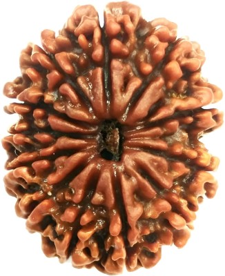 ARSUVI 12 Mukhi Nepali Rudraksha Original & Natural Lab Certified AAAA+ Genuine Bead Wood