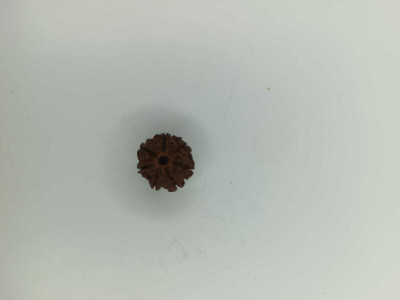 SHUBH SIDDHI 7 Mukhi Rudraksha Bead Natural Religious Rosary Bead Rudraksha | Lab Certified Wood