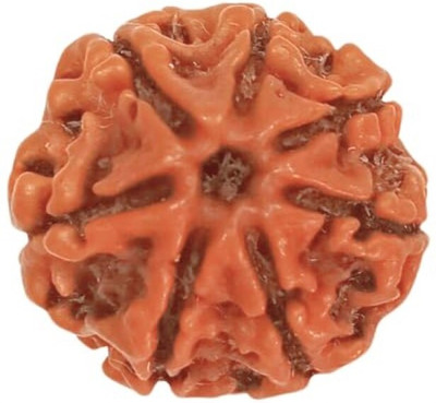 Beautum 7 Mukhi Rudraksha Seven Face Rudraksha Nepali Rudraksha Code:9 Wood Pendant