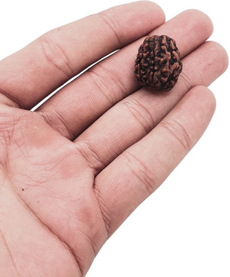 LOTUS Store Purest 3 Mukhi Rudraksha with Pendant from Nepal Original Certified by Lab Beads Wood Pendant