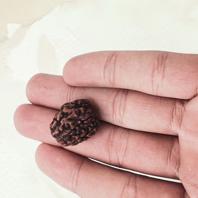 KitaboJi Gems & Jewellery 3 Mukhi Rudraksha Certified Nepali Bead | Original three Face teenmukhi Beads Wood Locket Set