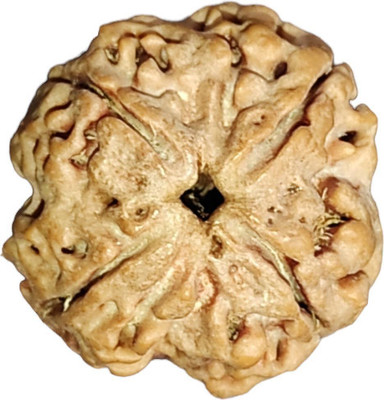 Nepali Rudraksha 4 Mukhi Nepali Rudraksha IGL Certified || Original Seller Nepali Rudraksha || Mother of Pearl