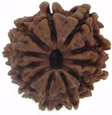 Jaipur Gemstone 11 mukhi Natural Nepalian Rudraksh Wood