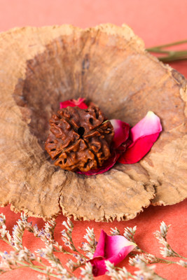 STUDIO VAIDIK 4 mukhi Natural Rudraksha Beads Wood Pendant
