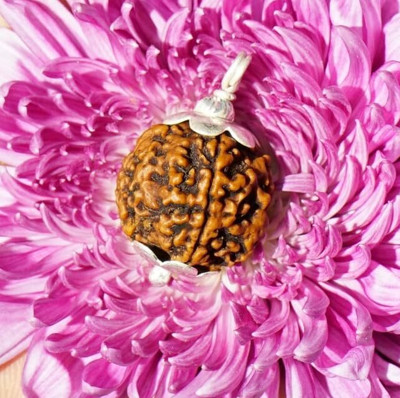 Beautum 4 Mukhi Rudraksha Four Face Rudraksha Nepali Rudraksha Code:12 Wood Pendant