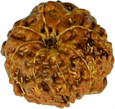 REIKI CRYSTAL PRODUCTS Natural Eight 8 Mukhi Rudraksha Beads Original Lab Certified Beads Wood