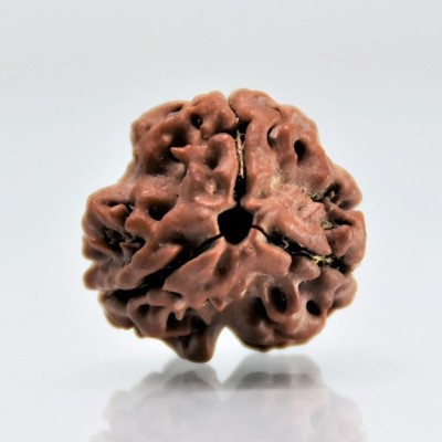 Rudraksham 3 MUKHI RUDRAKSHA Wood Pendant