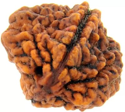 Kripalu store Certified/Original Two Mukhi Rudraksha/Natural 2-faced For Men & Women Wood Pendant