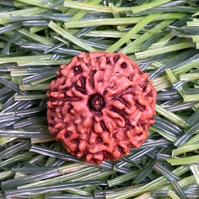 Beautum 9 MUKHI ORIGINAL RUDRAKSHA INDONESIA ORIGINAL MAN & WOMAN Wood Pendant