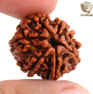TATVALOK 7 Mukhi Rudraksha Original Saat Mukhi Bead for Wealth, Health & Saturn Relief Wood Pendant