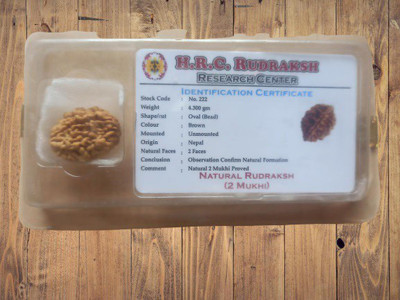Jewelswonder NATURAL 2 MUKHI RUDRAKSHA Wood Locket