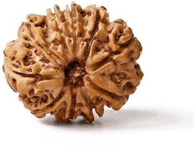 GEMSMANTRA 10 Mukhi Rudraksha Bead Without Pendant Medium Original Nepali Lab Certified Wood