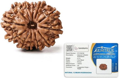 GEMSMANTRA 12 Mukhi Rudraksha Bead Without Pendant Medium Nepali Natural & Lab Certified Wood