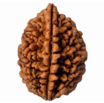Beautum Best 2 Mukhi Rudraksha Pendant Original Two Mukhi Rudraksha From Nepali Wood Pendant