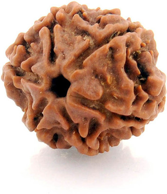 house of common 6 Mukhi / Six Face Nepali Rudraksha Beads Wood Pendant