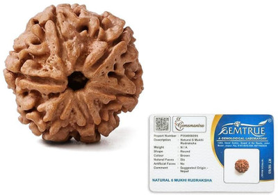 GEMSMANTRA 6 Mukhi Rudraksha Bead Without Pendant Medium Nepali Natural & Lab Certified Wood