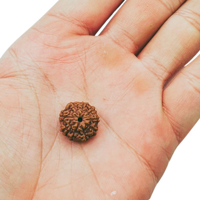 House Spiritual ENTERPRISE No-mukhi Mukhi / nine Faced Rudraksha - Lab Certified Beads Wood Pendant