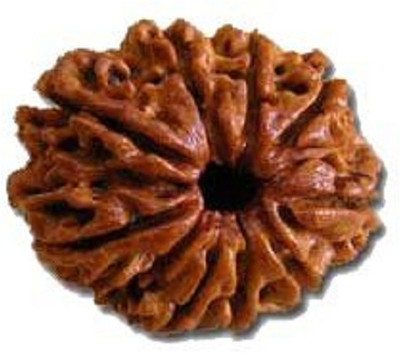 Shivtantra 9 Mukhi Rudraksha Original Certified Lab Test & X-ray Report Silver Pendant Wood