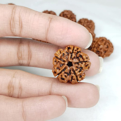 Beautum Brown 6 Mukhi Nepali Rudraksha Six Face Mantra Siddha Rudraksh Wood Pendant