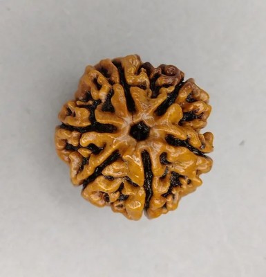 Digibusy Six Mukhi (6 face) Rudraksha Wood Pendant