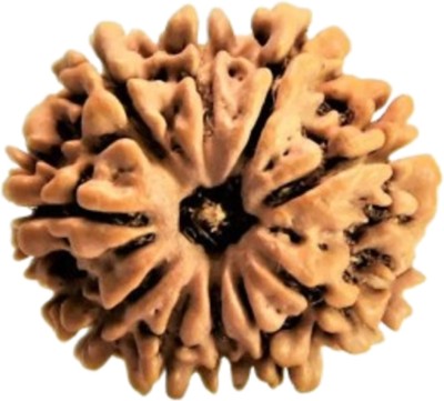 Shivtantra 10 Mukhi Rudraksha / 10 Face Rudraksha Silver Pendant With Lab Certificate 12 Wood Pendant