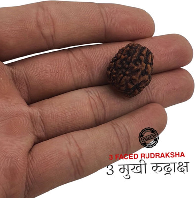 Plus Treasure 3 Mukhi Nepali Rudraksha three Faced Rudraksha Lab Test Certificate Beads Wood Locket Set
